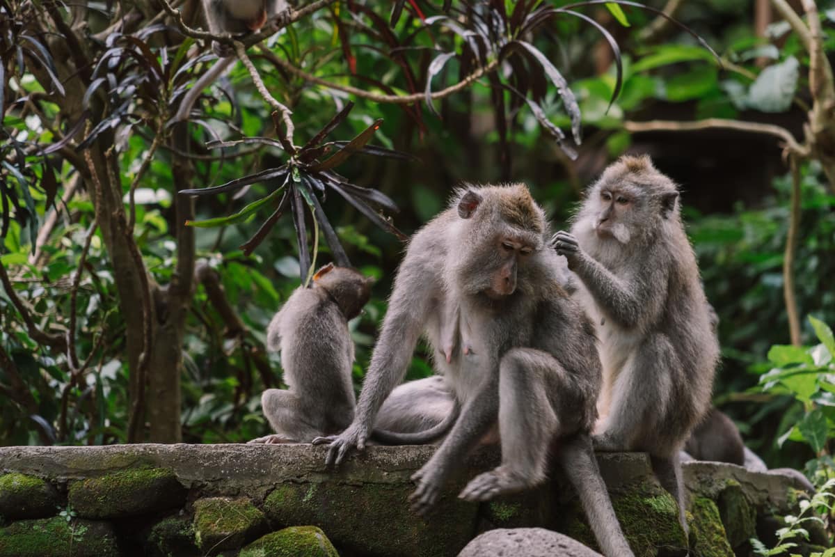 Ubud Monkey Forest, Bali