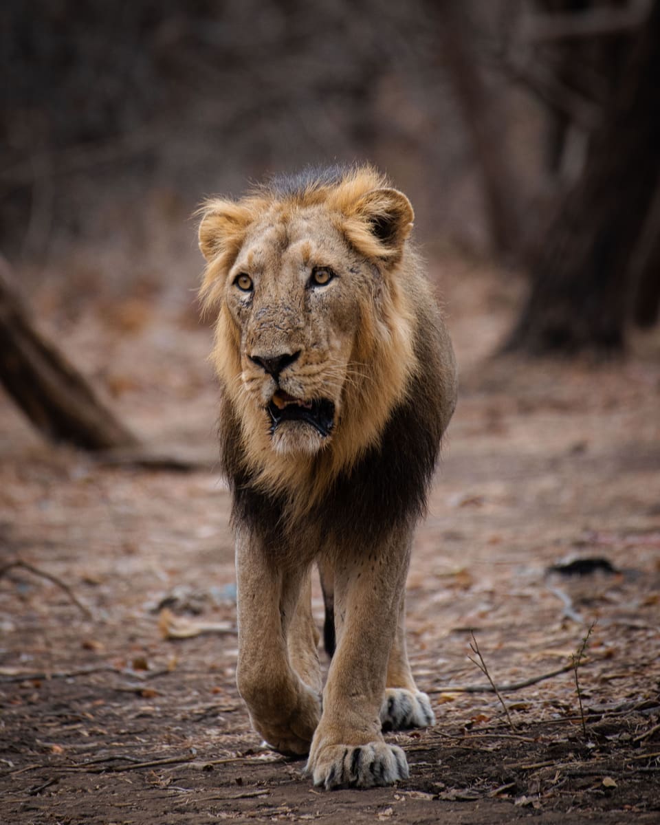 Gir National Park, Gujarat