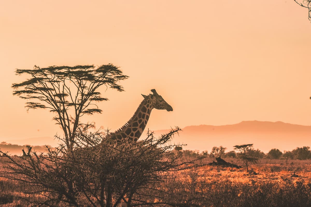 Kenya — Orbitz Holidays