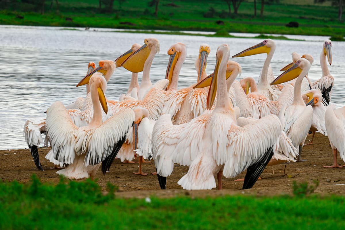 Lake Nakuru, Kenya