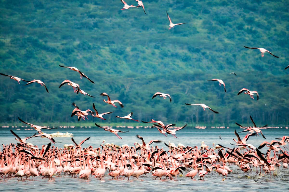 Lake Nakuru, Kenya