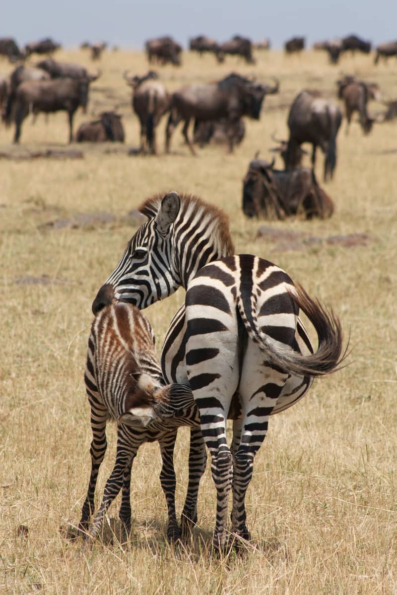 Maasai Mara National Reserve, Great Migration, Kenya