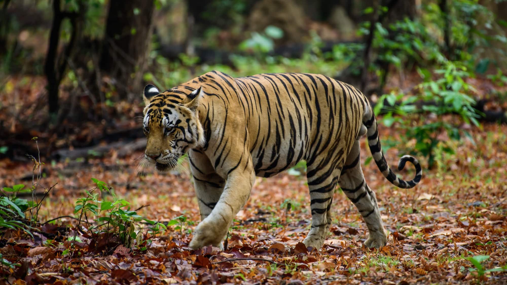 Madhya Pradesh — Orbitz Holidays domestic tour