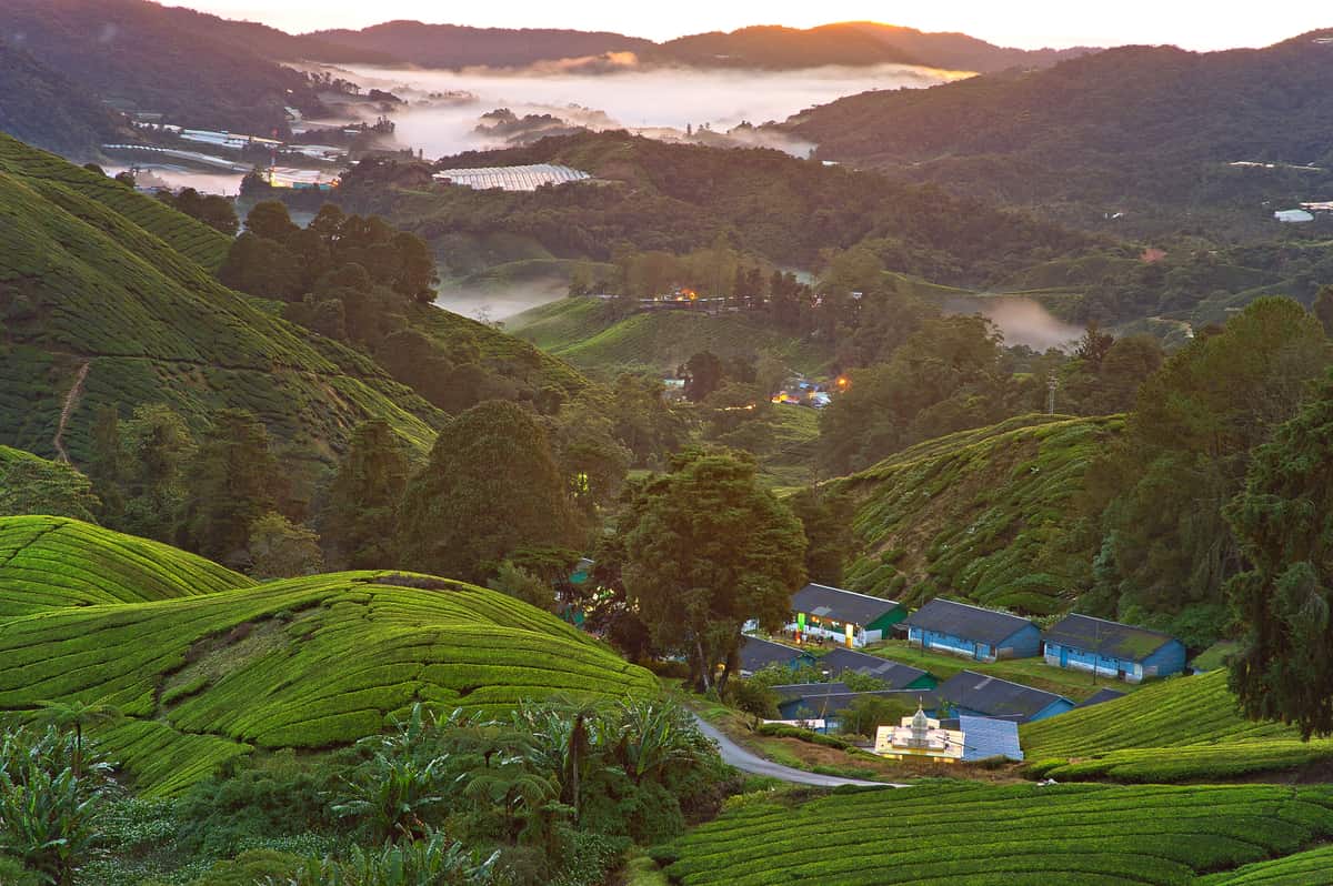 Cameron Highlands, Malaysia