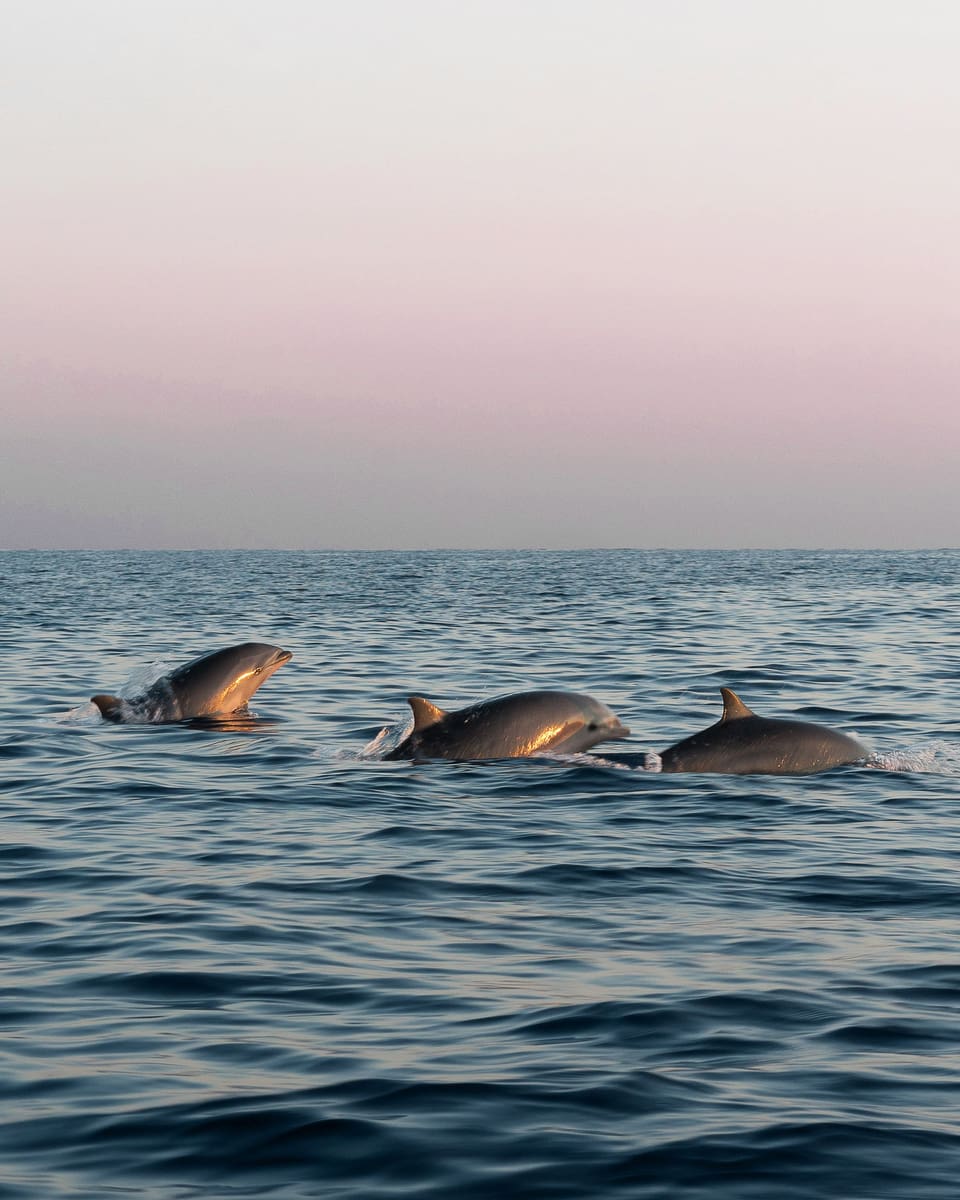 Sunset dolphin cruise, Maldives