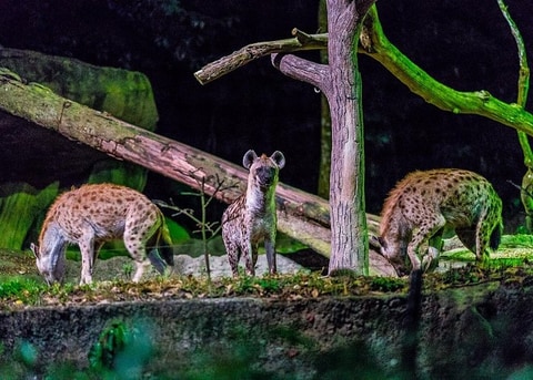 Singapore Zoo / Night Safari, Singapore