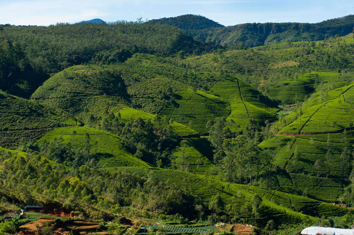 Nuwara Eliya tea estates, Sri Lanka